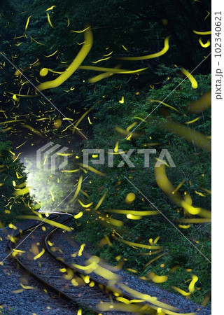 ホタル、比較明合成 102340621