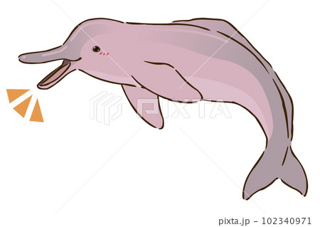 喜ぶアマゾンカワイルカ 102340971