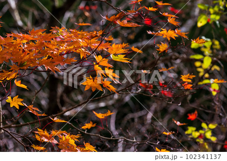 紅葉に映える渓谷のモミジと枯葉　阿蘇くじゅう国立公園　(菊池渓谷・菊池阿蘇スカイライン) 102341137