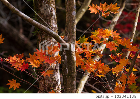 紅葉に映える渓谷のモミジ 阿蘇くじゅう国立公園 (菊池渓谷・菊池阿蘇スカイライン) 紅葉に映える渓谷のモミジ 阿蘇くじゅう国立公園 (菊池渓谷・菊池阿蘇スカイライン) 102341138