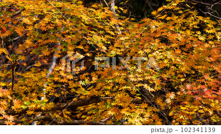 紅葉に映える渓谷のモミジ 阿蘇くじゅう国立公園 (菊池渓谷・菊池阿蘇スカイライン) 紅葉に映える渓谷のモミジ 阿蘇くじゅう国立公園 (菊池渓谷・菊池阿蘇スカイライン) 102341139