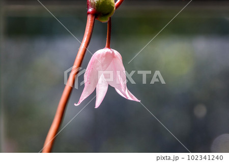 ウツボカズラの花言葉は甘い罠【ネペンテス】 ウツボカズラの花言葉は甘い罠【ネペンテス】 102341240