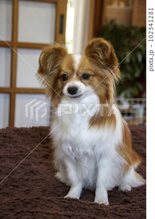 涙目をしているパピヨン犬の顔立ち【バタフライドッグ】 102341281