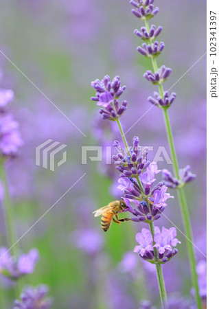 ラベンダーに集まるミツバチのイメージ 102341397