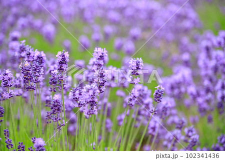 満開のラベンダーのイメージ 102341436