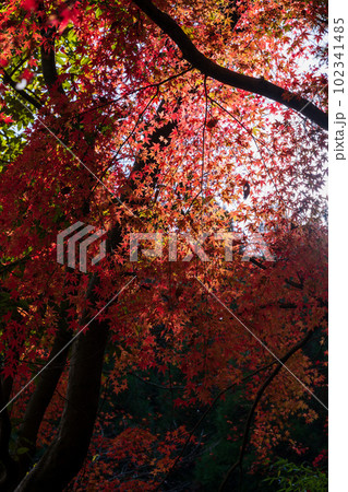 秋晴れの陽射しを浴びる渓谷のモミジ紅葉　阿蘇くじゅう国立公園　(菊池渓谷・菊池阿蘇スカイライン) 102341485