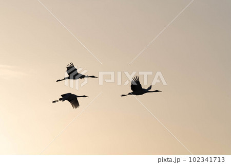 塒へ急ぐタンチョウ 102341713