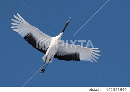 タンチョウの飛翔 タンチョウの飛翔 102341946