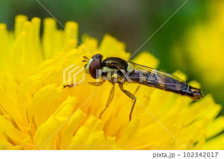 The female longfly Sphaerophoria scripta sits on a dandelion petal 102342017
