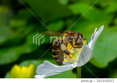 Bee, Western honey bee - Apis mellifera, with pollen sits on the flower of wood anemone Bee, Western honey bee - Apis mellifera, with pollen sits on the flower of wood anemone 102342051
