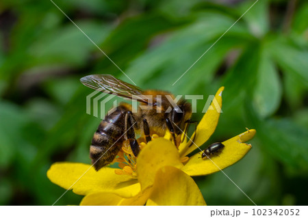 Honey bee on Yellow wood Anemone, Anemonoides ranunculoides. Nature awakening in spring Honey bee on Yellow wood Anemone, Anemonoides ranunculoides. Nature awakening in spring 102342052
