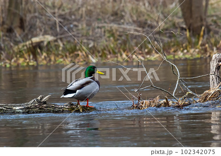 Mallard duck swimming on a pond picture with reflection in water. One mallard duck quacking on a lake Mallard duck swimming on a pond picture with reflection in water. One mallard duck quacking on a lake 102342075