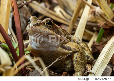 Natural closeup on a common European brown frog, Rana temporaria 102342077