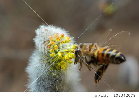 bee collects pollen on a yellow spring flower. willow branch with yellow spring flowers. delicate willow flowers in spring. Active work of bees to collect pollen. lot of pollen and nectar. close-up 102342078