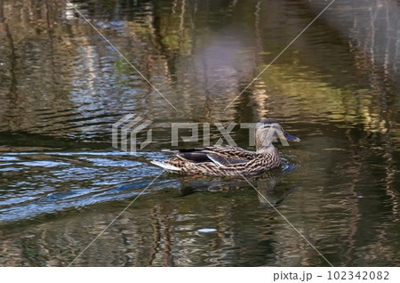 Mallard duck swimming on a pond picture with reflection in water. One mallard duck quacking on a lake 102342082