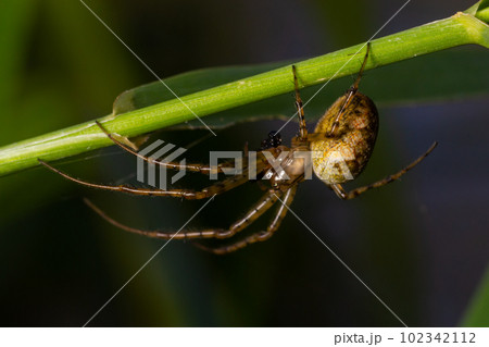 Nice macro image of a spider web sitting on its web with a blurred background and selective focus. A spider in a web is a close-up image of a spider in a garden 102342112