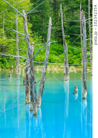 北海道美瑛_青い池の絶景 北海道美瑛_青い池の絶景 102342354