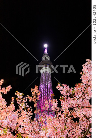 東京スカイツリー_河津桜の絶景夜景風景 102342408