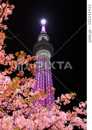 東京スカイツリー_河津桜の絶景夜景風景 東京スカイツリー_河津桜の絶景夜景風景 102342412