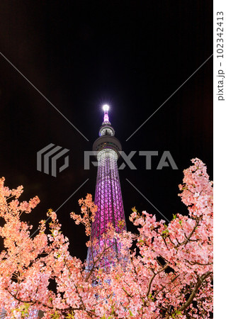 東京スカイツリー_河津桜の絶景夜景風景 東京スカイツリー_河津桜の絶景夜景風景 102342413