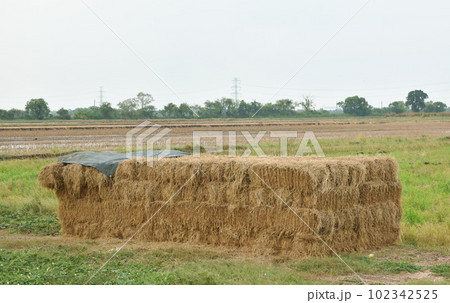 straw cut stacking on paddy field landscape in Thailand straw cut stacking on paddy field landscape in Thailand 102342525