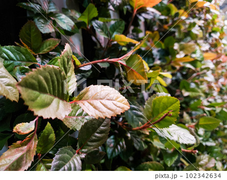 plant photos for background plant photos for background 102342634