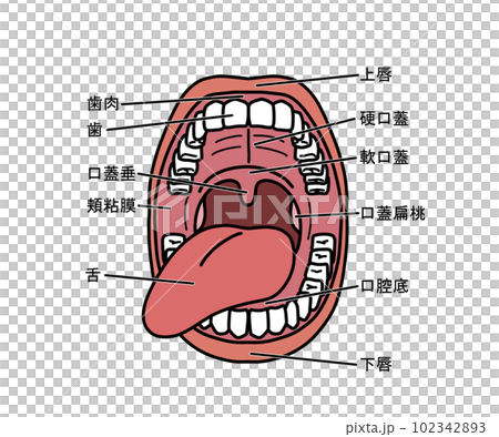 口腔解剖學（帶字母）-插圖素材[102342893] - PIXTA圖庫