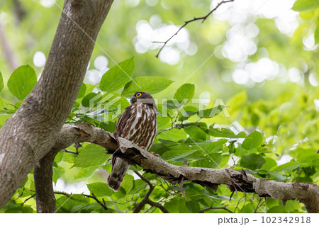 野鳥素材　アオバズク 102342918