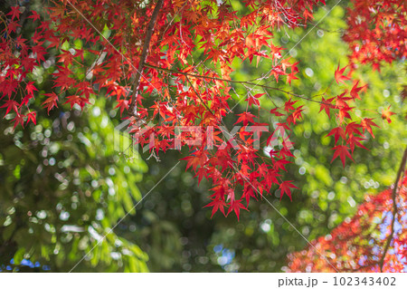 小石川後楽園 2022年(秋) 紅葉 3 小石川後楽園 2022年(秋) 紅葉 3 102343402