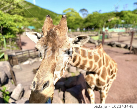 サファリパークにいるキリン サファリパークにいるキリン 102343449