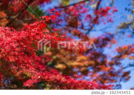 小石川後楽園 2022年(秋) 紅葉 4 小石川後楽園 2022年(秋) 紅葉 4 102343451