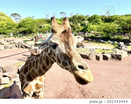 サファリパークにいるキリン 102343454