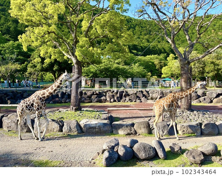サファリパークにいるキリン サファリパークにいるキリン 102343464