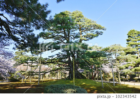金沢兼六園 根上松 金沢城公園 石川県観光名所 日本三名園 金沢兼六園 根上松 金沢城公園 石川県観光名所 日本三名園 102343542