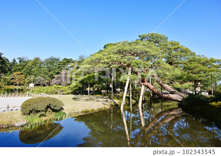 金沢兼六園　唐崎松　金沢城公園　石川県観光名所　日本三名園 102343545