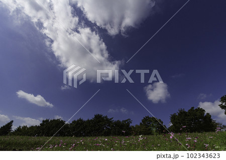 青い空と雲とお花畑	 102343623