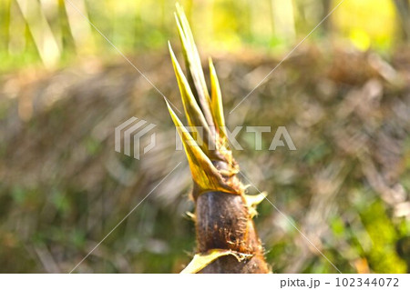 収穫前の竹の子 102344072