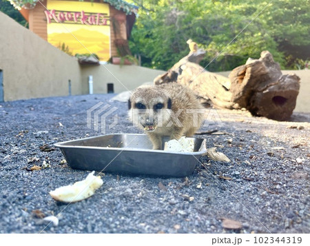 食事中のミーアキャット 102344319