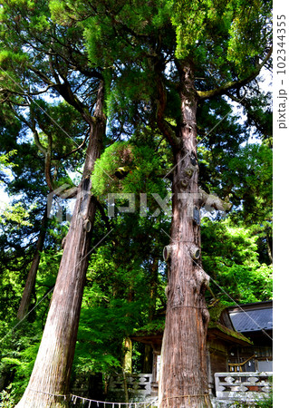 熊本県小国町の観光名所　鉾納社の樹令700年の夫婦杉 102344355