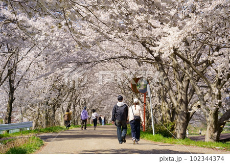 満開の桜のトンネルを歩くカップル／高時川桜並木（滋賀県長浜市高月町） 102344374