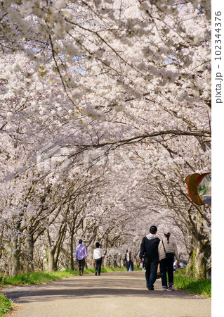 満開の桜のトンネルを歩くカップル/高時川桜並木(滋賀県長浜市高月町) 満開の桜のトンネルを歩くカップル/高時川桜並木(滋賀県長浜市高月町) 102344376