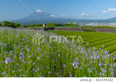 富士山と茶畑と花畑 102344382