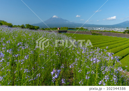 富士山と茶畑と花畑 富士山と茶畑と花畑 102344386