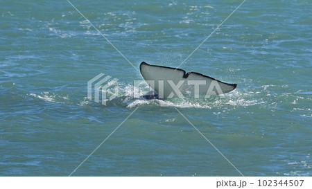 Killer whale tail on surface,Peninsula Valdes, Patagonia Argentina 102344507