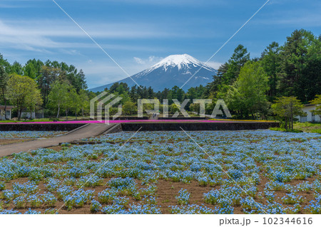 富士山とネモフィラと芝桜　恩賜林庭園 102344616