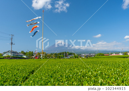 富士山と茶畑と鯉のぼり 102344915