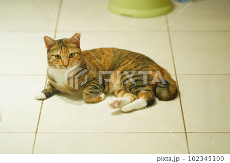 A tabby cat lying on the white floor looking at camera A tabby cat lying on the white floor looking at camera 102345100