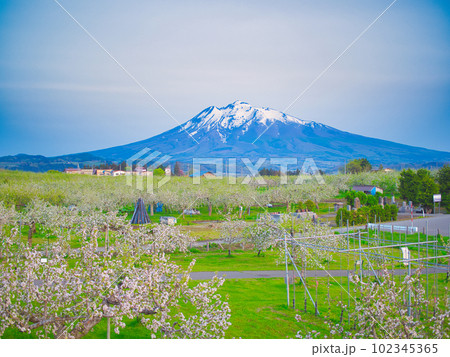 弘前市　満開の林檎の花と岩木山 102345365