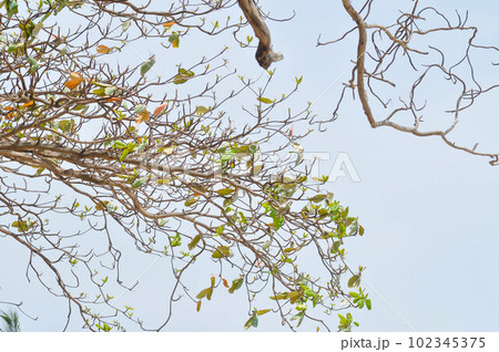 Terminalia catappa ,Tropical Almond or Indian almond or False kamani or COMBRETACEAE and sky Terminalia catappa ,Tropical Almond or Indian almond or False kamani or COMBRETACEAE and sky 102345375