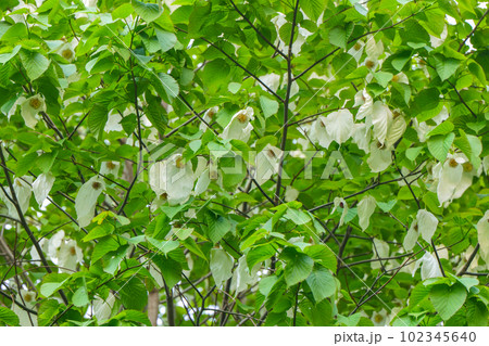 宮沢賢治が学んだ岩手農林高等学校、今の岩手大学農学部に咲くハンカチの木の白い花 102345640